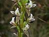 Prasophyllum spicatum - Dense Leek Orchid.jpg